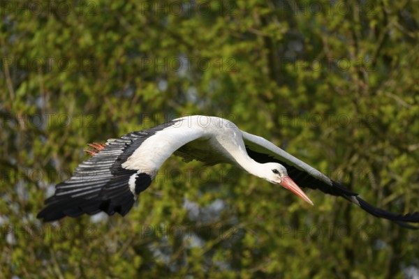 Stork White stork (Ciconia ciconia) in flight over a wooded landscape with outstretched wings, Dümmer nature park Park, Lower Saxony, Germany