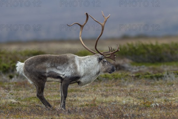 Typical posture of a reindeer bull (Rangifer tarandus) shortly in front of it makes its rutting call, rutting, autumn, Sweden