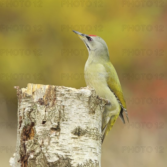 Grey-headed woodpecker (Picus canus), male sitting on a tree stump at the edge of the forest, Hebstwald, Wildlife, woodpeckers, birds, nature photography, Wilnsdorf, North Rhine-Westphalia, Germany
