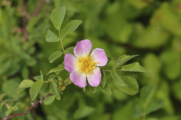 Dog rose (Rosa canina), wild rose, rose hip, blossom, Wilnsdorf, North Rhine-Westphalia, Germany