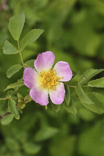 Dog rose (Rosa canina), wild rose, rose hip, blossom, Wilnsdorf, North Rhine-Westphalia, Germany