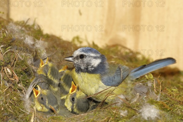 Blue tit (Cyanistes caeruleus) feeding the young in the nest, Wilnsdorf, North Rhine-Westphalia, Germany