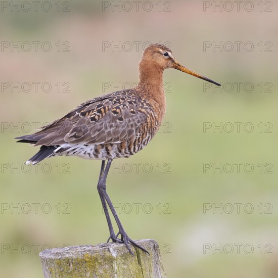 Black-tailed godwit (limosa limosa), on a perch, on a fence post, snipe birds, wildlife, nature photography, wet meadow, Ochsenmoor, Lake Dümmer, Lembruch, Lower Saxony, Germany