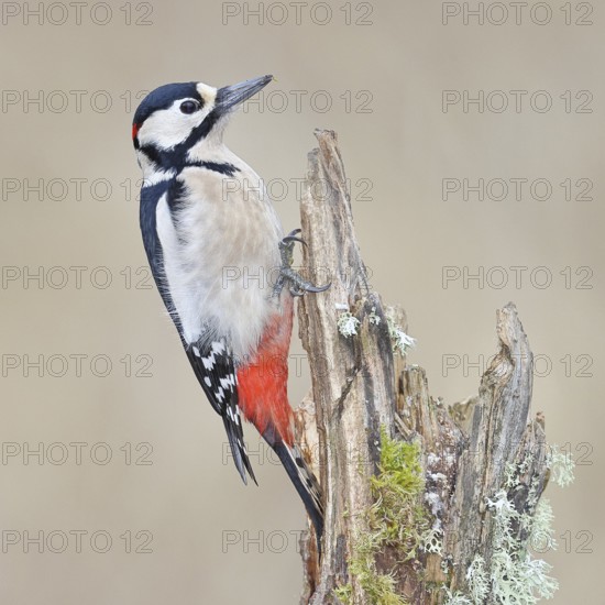Great spotted woodpecker (Dendrocopos major), male, foraging on a tree stump overgrown with moss and lichen in the forest, Wilnsdorf, North Rhine-Westphalia, Germany