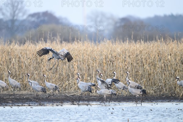 Cranes at the water (grus grus), one flies over the rest in the background withered mouse, Dümmer nature park Park, Lower Saxony, Germany