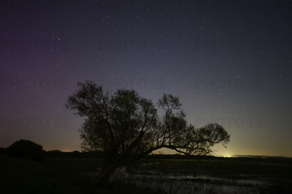 Northern lights aurora borealis over an old pasture on the Hunte dyke, Dümmerniederung nature park Park, Lower Saxony, Germany