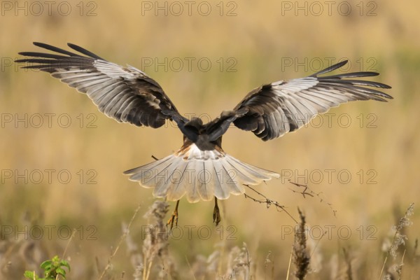 Marsh harrier (Circus aeruginosus) in the air with spread wings hovering over a field with reeds, wings wide open carrying nesting material, Lake Dümmer, Dümmerniederung nature park Park, Lower Saxony, Germany