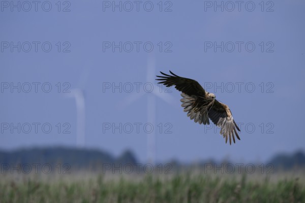 Marsh harrier (Circus aeruginosus) adult female in the air with outstretched wings against a light blue background with wind turbines, Lake Dümmer, Dümmerniederung nature park Park, Lower Saxony, Germany