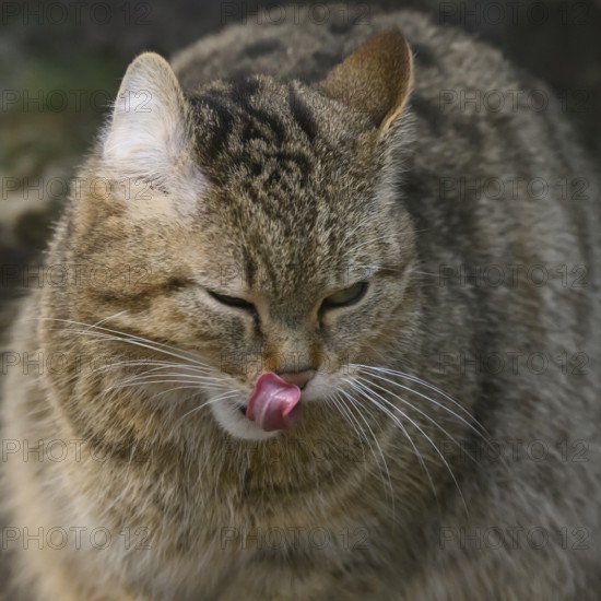Forest cat Wildcat (Felis silvestris), portrait, captive, North Rhine-Westphalia, Germany