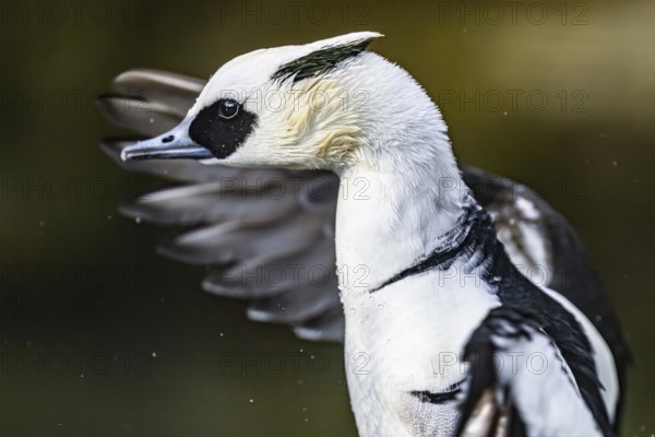 Close-up of a pygmy merganser (Mergellus albellus) in the water with water droplets on its black and white feathers, captive, North Rhine-Westphalia, Germany