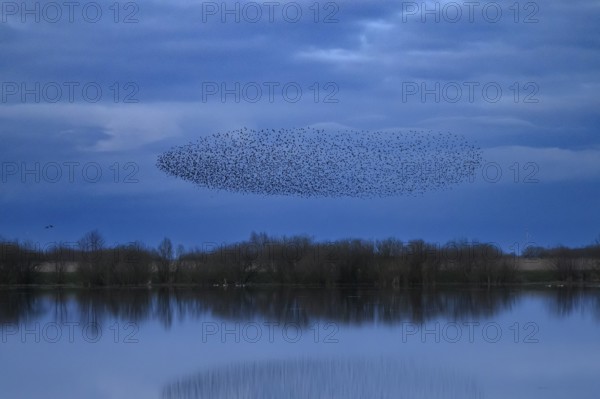 A dense flock of starlings (Sturnus vulgaris) flies over a lake with a reflection of the blue sky, Dümmerniederung nature park Park, Lower Saxony, Germany