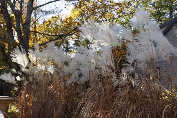 Chinese reed (Miscanthus sinensis), inflorescence in autumn, ornamental grass in partial shade, front garden, Maine, New England, USA