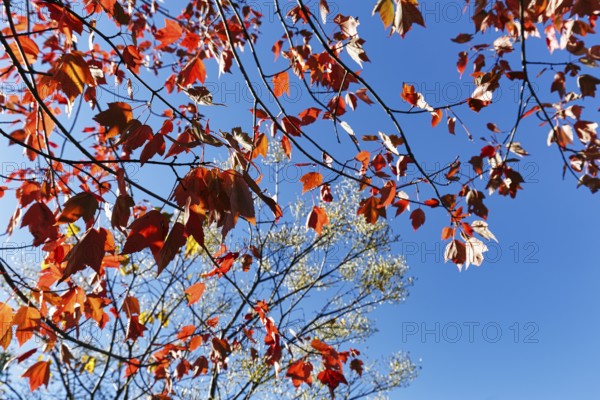 Red autumn leaves, maple leaves (Acer), sunny autumn weather, blue sky, view upwards, Indian Summer, Maine, New England, USA