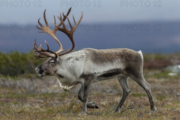 A reindeer bull (Rangifer tarandus) walks across the autumn tundra during the rut, rut, autumn, Sweden