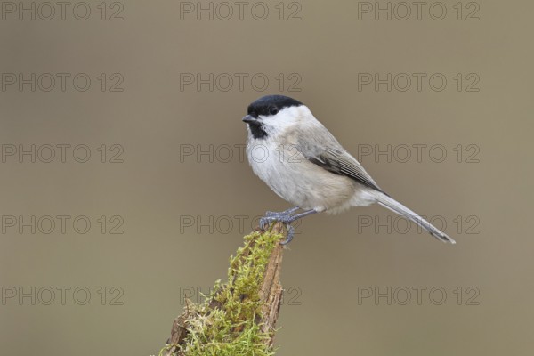 Willow Tit (Parus montanus), Willow Tit (Parus montanus) sitting on a branch overgrown with moss, Wildlife, Animals, Birds, Wilnsdorf, North Rhine-Westphalia, Germany