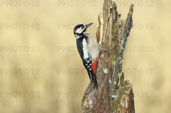 Great spotted woodpecker (Dendrocopos major), male, foraging on a tree stump overgrown with moss and lichen in the forest, Wilnsdorf, North Rhine-Westphalia, Germany