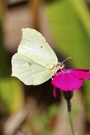 Lemon butterfly (Gonepteryx rhamny) on crown campion (Lychnis coronaria), in a nature garden, Wilnsdorf, North Rhine-Westphalia, Germany