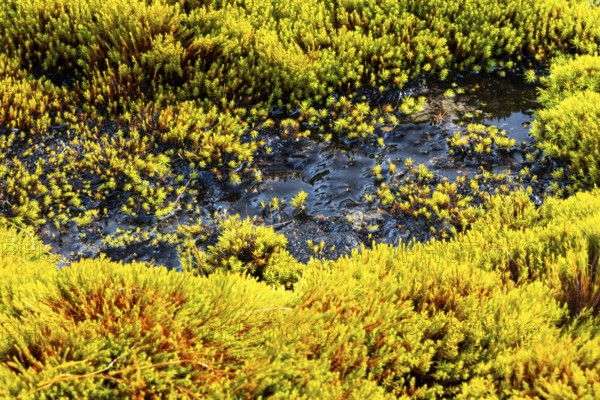Moss and water, Aventdalen, Longyearbyen, Spitsbergen, Svalbard