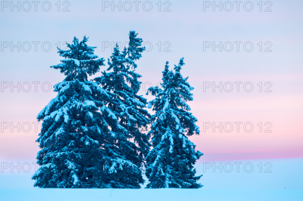Winter spruces (Picea), pine family (Pinaceae), snow, winter, dawn, Leibertingen, Danube valley, Upper Danube nature park Park, Baden-Württemberg, Germany