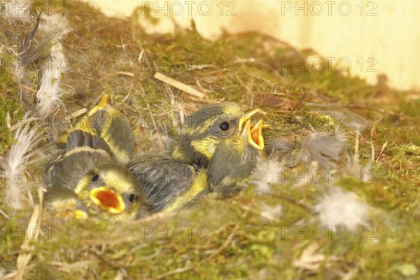 Blue tit (Cyanistes caeruleus) young in the nest, Wilnsdorf, North Rhine-Westphalia, Germany