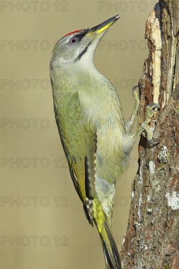 Grey-headed woodpecker (Picus canus), male sitting on a tree stump overgrown with moss and lichen, Wildlife, Woodpeckers, Birds, Nature photography, Wilnsdorf, North Rhine-Westphalia, Germany