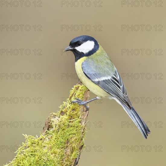 Great tit (Parus major), sitting on a moss-covered tree root, Wilnsdorf, North Rhine-Westphalia, Germany