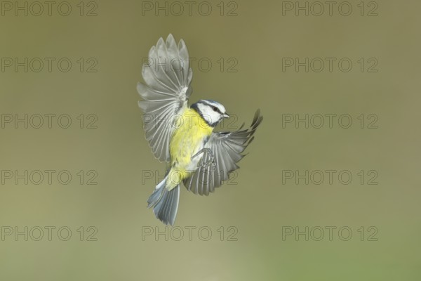 Blue tit (Parus caeruleus) in flight, flight photo, high speed flight photo Wilnsdorf, North Rhine-Westphalia, Germany