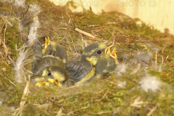 Blue tit (Cyanistes caeruleus) young in the nest, Wilnsdorf, North Rhine-Westphalia, Germany