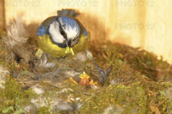 Blue tit (Cyanistes caeruleus) feeding the young in the nest, Wilnsdorf, North Rhine-Westphalia, Germany