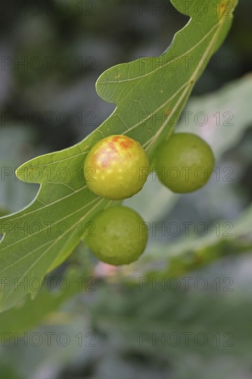 Oak gall wasp (Cynips quercusfolii), oak sponge gall on the underside of a leaf of a pedunculate oak (Quercus robur), Wilnsdorf, North Rhine-Westphalia, Germany