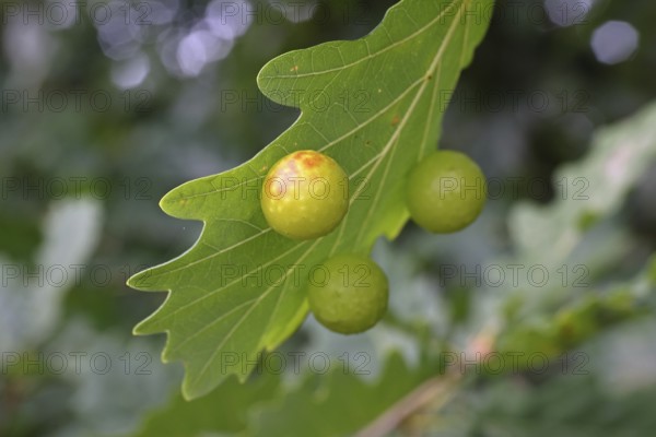Oak gall wasp (Cynips quercusfolii), oak sponge gall on the underside of a leaf of a pedunculate oak (Quercus robur), Wilnsdorf, North Rhine-Westphalia, Germany