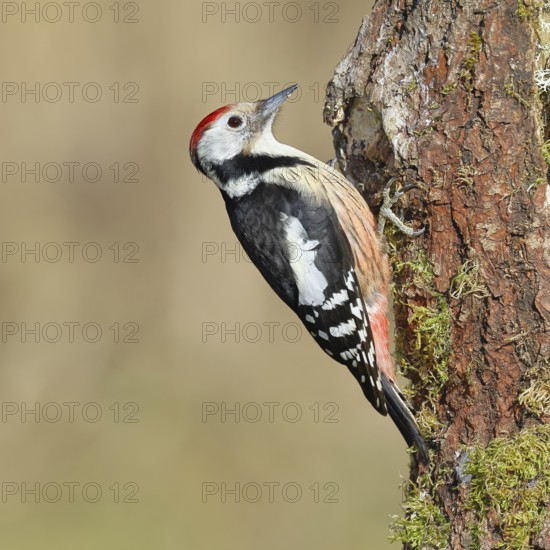 Middle spotted woodpecker (Dendrocopos medius) foraging on a tree stump overgrown with moss and lichen, Wildlife, Woodpeckers, Birds, Nature photography, Wilnsdorf, North Rhine-Westphalia, Germany
