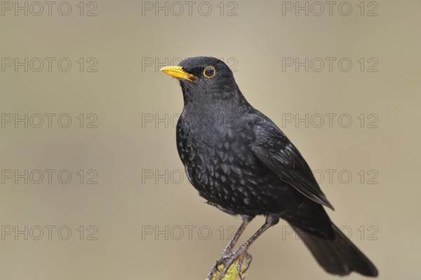 Blackbird (Turdus merula) male, standing on a moss-covered tree root, North Rhine-Westphalia, Germany