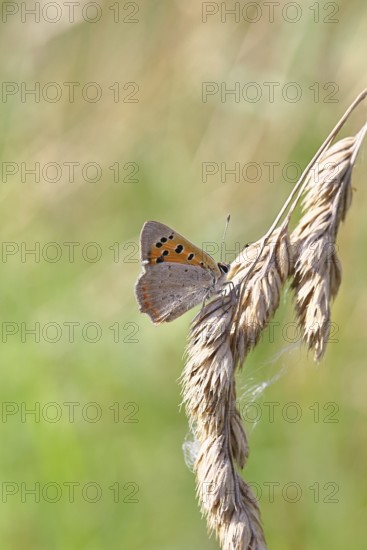 Small copper (Lycaena phlaeas) in a meadow, Gambach nature reserve, Burbach, North Rhine-Westphalia, Germany