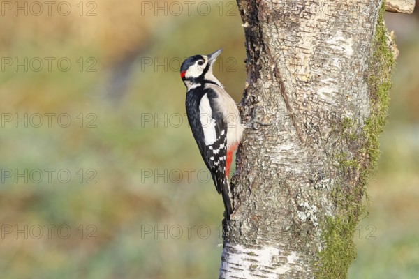Great spotted woodpecker (Dendrocopus major), male, foraging on the trunk of a common birch (Betula pendula), wildlife, woodpeckers, nature photography, autumn, Wilnsdorf, North Rhine-Westphalia, Germany