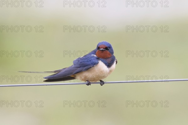 Barn Swallow (Hirundo rustica) sitting on a pasture fence, wildlife, animals, birds, swallows, migratory bird, Ochsenmoor, Dümmer See nature park Park, Hüde, Lower Saxony, Germany