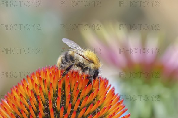 Field bumblebee (Bombus pascuorum), collecting nectar on a purple coneflower (Echinacea purpurea), Wilnsdorf, North Rhine-Westphalia, Germany