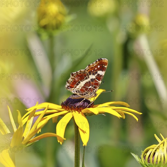 Land carder (Araschnia levana), summer generation, closed wings, underside of wings, on a flower of the yellow coneflower (Echinacea paradoxa), in a natural environment in the wild, close-up, wildlife, insects, butterflies, butterflies, Wilnsdorf, North Rhine-Westphalia, Germany