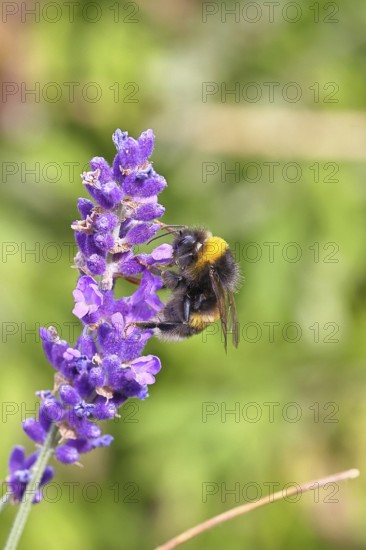 Ground bumblebee (Bombus terrestris), on a lavender flower (Lavandula angustifolia), macro photograph, bokeh in the background, Wilnsdorf, North Rhine-Westphalia, Germany