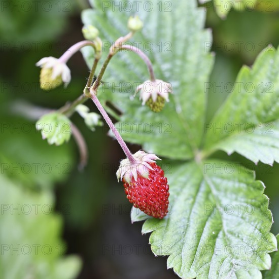 Forest strawberry (Fragaria vesca), ripe fruit, Wilnsdorf, North Rhine-Westphalia, Germany