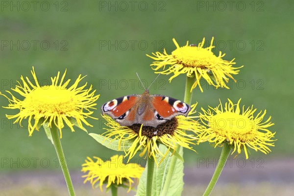 Peacock butterfly (Aglais io), on a yellow flower of a Great Telekie (Telekia speciosa), Wilnsdorf, North Rhine-Westphalia, Germany