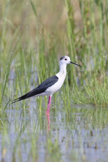 Stilt (Himantopus himantopus), adult bird standing in the reeds of the shore vegetation, wildlife, wading bird, animals, waterfowl, Lake Neusiedl National Park, Burgenland