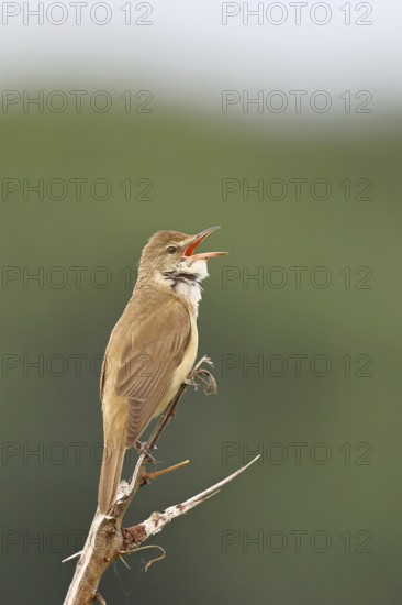 Great Reed Warbler (Acrocephalus arundinaceus), with open beak, singing, twittering, sitting on a twig, singing station, natural habitat, migratory bird, songbirds Lake Neusiedl, Burgenland, Austria