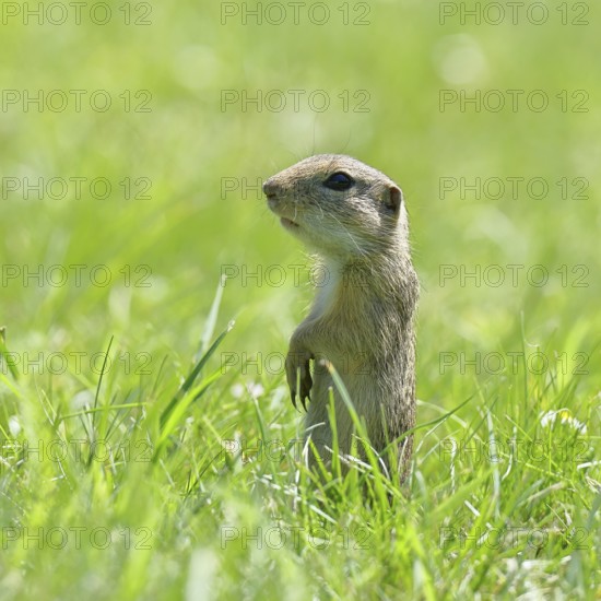 European ground squirrel (Spermophilus citellus) standing upright in a meadow, Burgenland Austria
