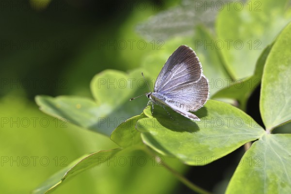 Argus Blue, White Clover Blue (Plebejus argus), female, on a leaf, close-up, macro photograph, Wilnsdorf, North Rhine-Westphalia, Germany