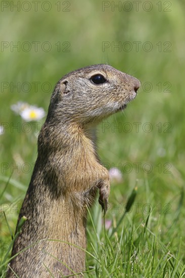 European ground squirrel (Spermophilus citellus) standing upright in a meadow, Burgenland Austria