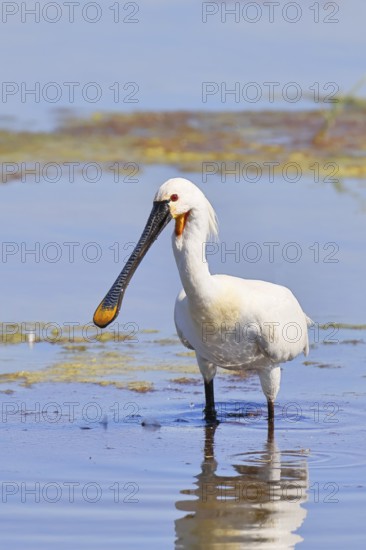 Spoonbill (Platalea leucorodia), adult bird striding through shallow water, adult bird in splendour, wildlife, Ziggsee, Burgenland, Austria