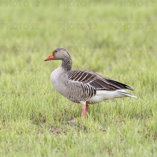 Grey goose (Anser anser) on a moor, Dümmer, Lake Dümmer, Ochsenmoor, Hüde, Lower Saxony, Germany
