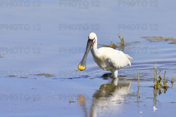 Spoonbill (Platalea leucorodia), adult bird striding through shallow water, adult bird in splendour, wildlife, Ziggsee, Burgenland, Austria