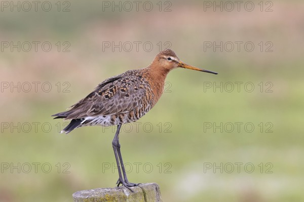 Black-tailed godwit (limosa limosa), on a perch, on a fence post, snipe birds, wildlife, nature photography, wet meadow, Ochsenmoor, Lake Dümmer, Lembruch, Lower Saxony, Germany